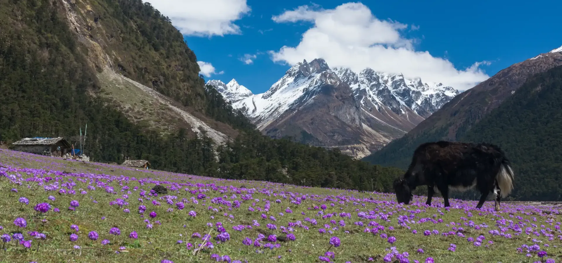 Yumthang Valley, Sikkim