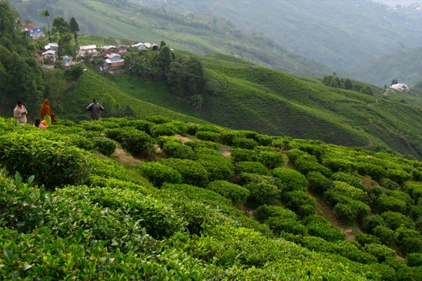 Gangtok and Darjeeling hills